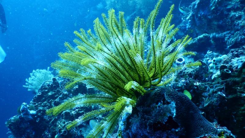 Underwater plant